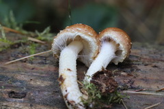 Pholiota mixta