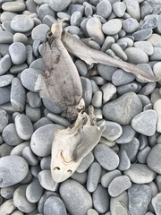 Mustelus mustelus