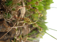 Psammotropha
