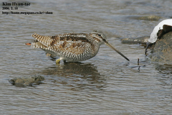 Solitary Snipe