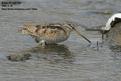 Gallinago solitaria
