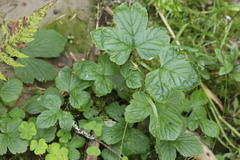 Rubus humulifolius