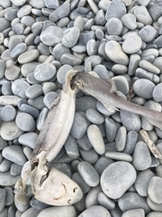 Mustelus mustelus