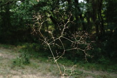 Galium tenuissimum