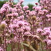 Pompom Weed - Photo no rights reserved, uploaded by Riaan Stals