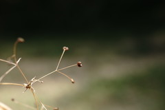 Galium tenuissimum