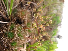Psammotropha