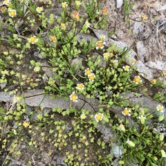 Brachyscome lineariloba