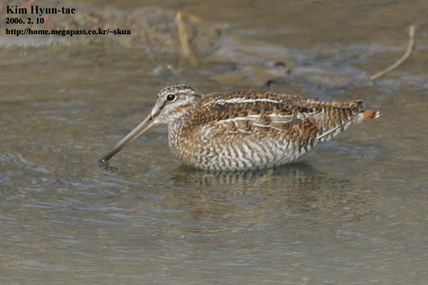 Solitary Snipe