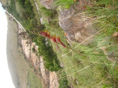 Gladiolus woodii