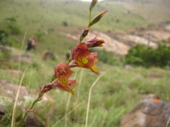 Gladiolus woodii