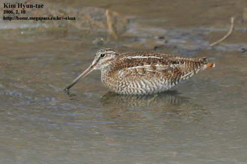 Agachadiza Solitaria (Gallinago solitaria)