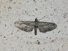 Eupithecia phoeniceata
