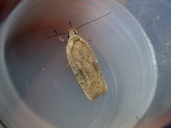 Agonopterix nervosa