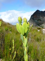 Leucadendron immoderatum