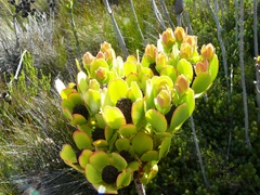Leucadendron immoderatum