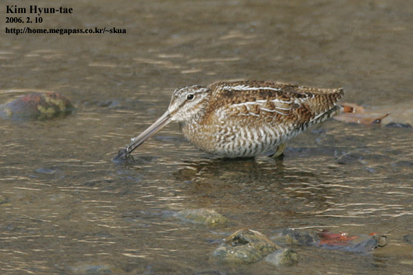 Solitary Snipe