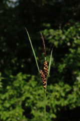 Carex flacca serrulata