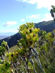 Leucadendron immoderatum