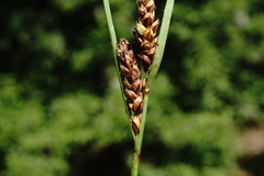 Carex flacca serrulata