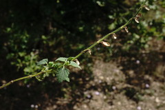 Scutellaria albida