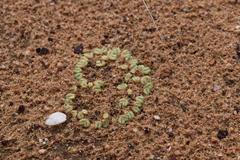 Riccia bullosa