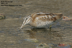 Gallinago solitaria