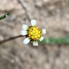 Brachyscome lineariloba