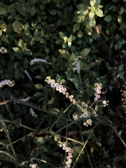 Heliotropium hirsutissimum