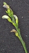 Psoralea filifolia
