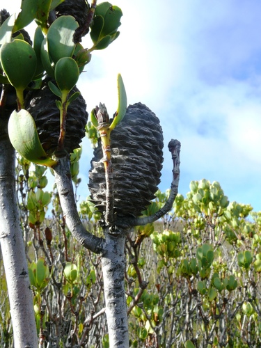 Lollypop Conebush (Leucadendron immoderatum)