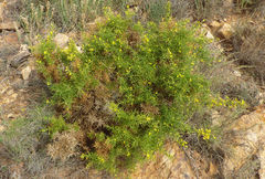 Ulex canescens