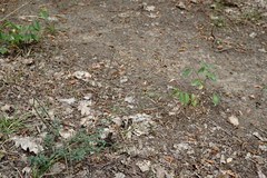 Odontarrhena muralis