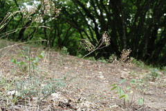 Odontarrhena muralis