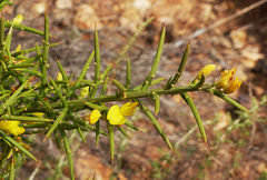 Ulex canescens