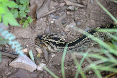 Crotalus totonacus