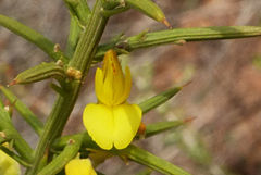 Ulex canescens