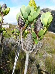 Leucadendron immoderatum