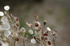 Odontarrhena muralis