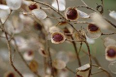 Odontarrhena muralis