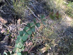 Pultenaea spinosa