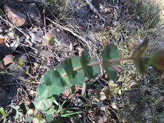 Pultenaea spinosa