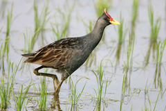 Gallicrex cinerea