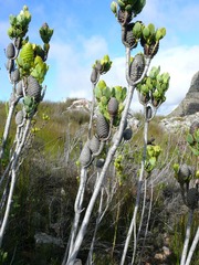 Leucadendron immoderatum