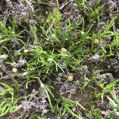 Brachyscome lineariloba