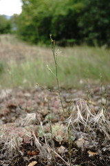 Bufonia parviflora