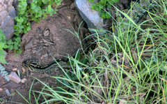 Crotalus totonacus