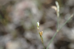 Bufonia parviflora