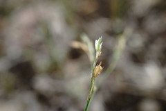 Bufonia parviflora