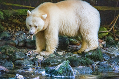 Ursus americanus kermodei